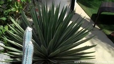 ostro penetruje jej analną dziuple