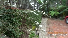 niunia bierze go między cyce