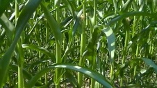 nikki sexx doznaje dużego chuja