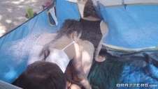 jej szefowa ma duży zadek