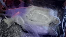 taniec mega zgrabnej suczki