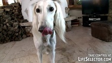 alice bell i jej homo koleżanki