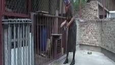 sponsor zabawia się z gówniarami na web camie