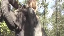 dwie cipki i wielkie dildo