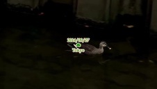 pokazała mu soje cyce bo chce być ruchana